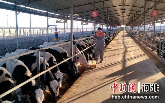 养殖场的工人在清理牛棚。 供图 