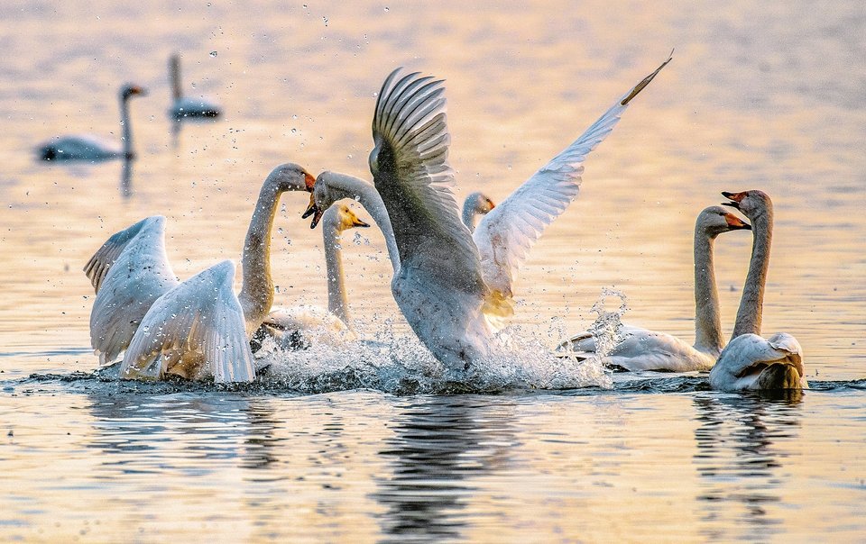 平陆县黄河湿地生态环境的不断改善，引来越冬的天鹅逐年增加。图为白天鹅在湿地嬉戏。