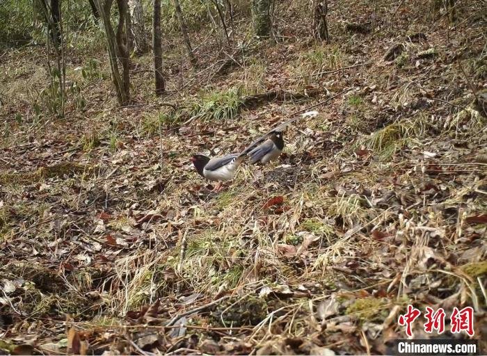 图为在草地上觅食的红嘴蓝鹊。　重庆阴条岭国家级自然保护区供图
