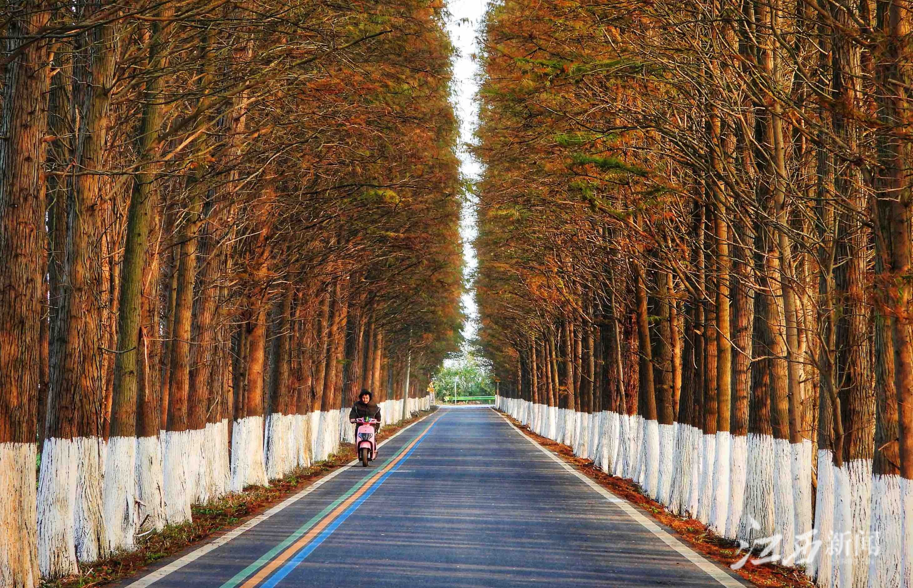 南昌高新区鲤鱼洲管理处,在通往鄱阳湖的湖滨道路上,两旁密集的水杉树