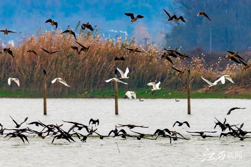 湖口：鄱湖湿地候鸟翔集（图）