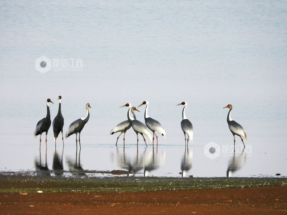 11月12日,在余干县大明湖湿地,8只白枕鹤正优雅地觅食.