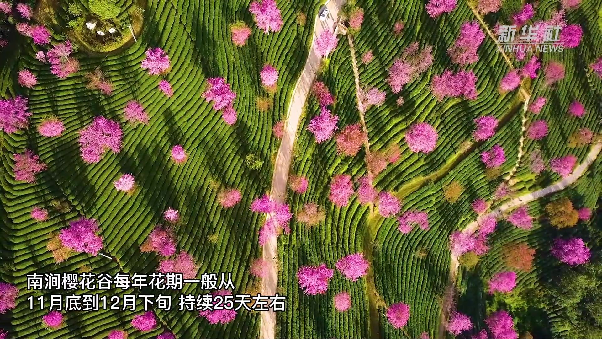 云南无量山樱花谷花开：梦中的诗与远方