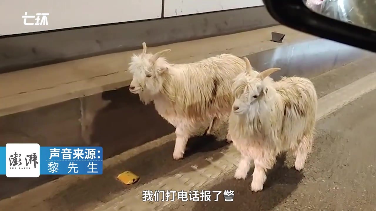 两只羊从烧烤店“出逃”在隧道内“迷路”，被抓到送回商家