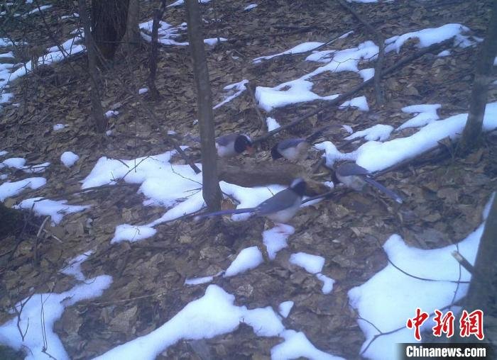图为雪中觅食的红嘴蓝鹊。　重庆阴条岭国家级自然保护区供图