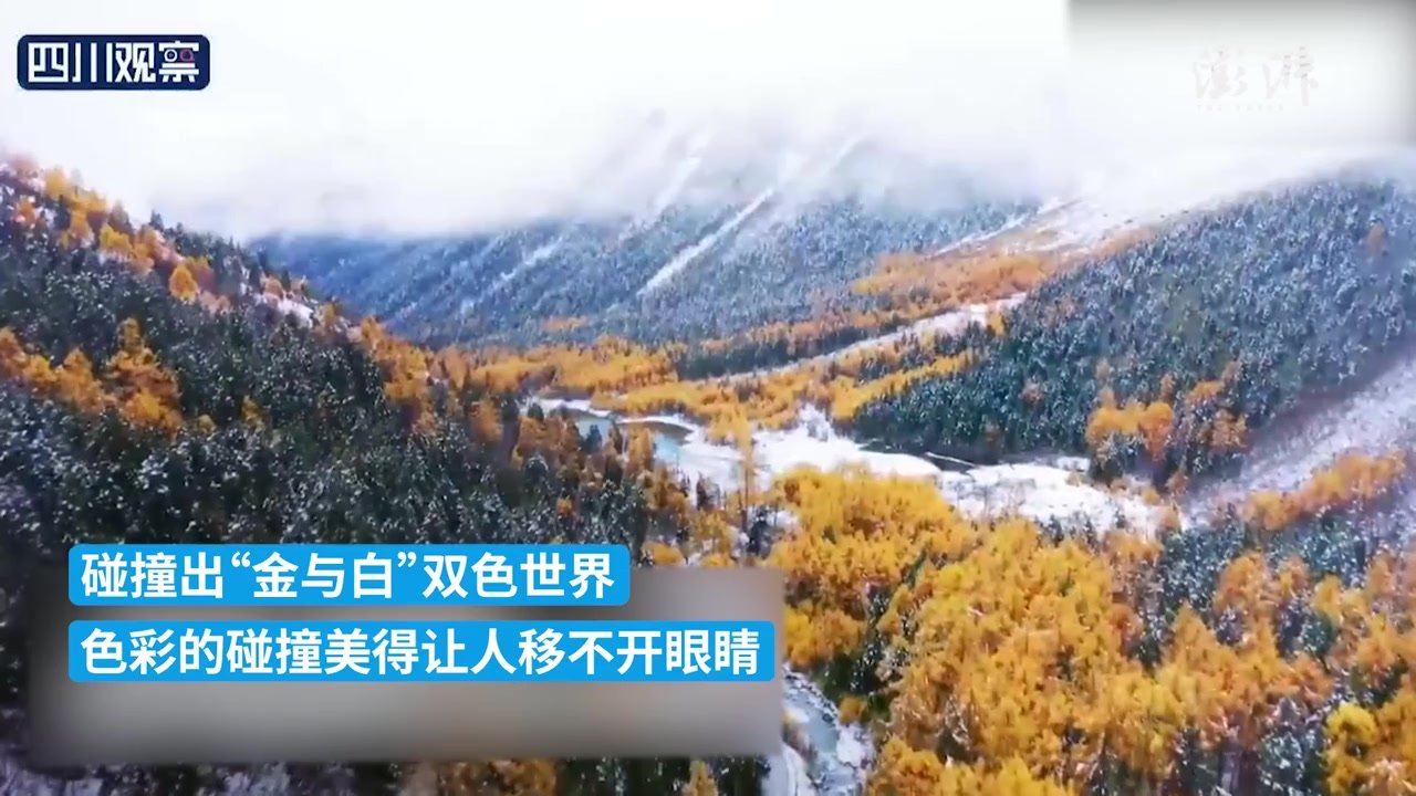 雪景+彩林，四川彩林白雪“双拼”模式