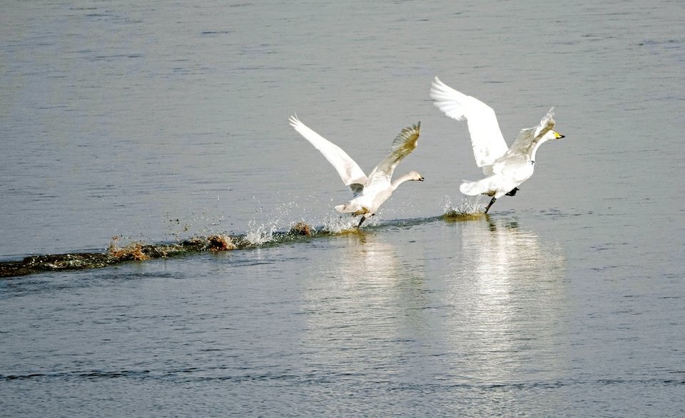 天鹅在新绛县汾河生态公园比翼双飞。