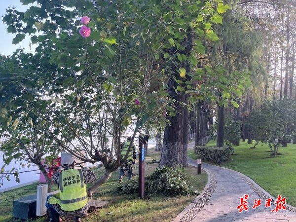 东湖园林人对园区蔷薇、柳树进行修剪。记者李文婕　摄