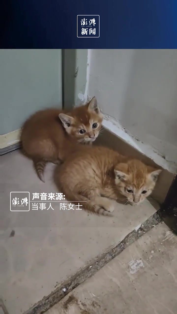 女子分享流浪猫叼来两只幼崽:或因没地方去_凤凰网视频_凤凰网