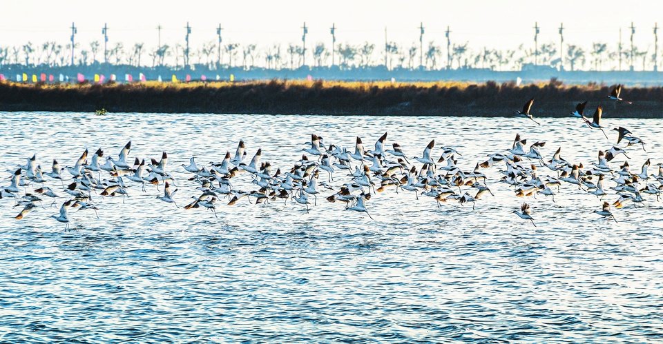 运城市盐湖景区良好的自然生态环境使鸿雁、灰褐、长脚鹬、反嘴鹬、赤麻鸭等近200种鸟儿在此栖息，成为盐湖一道美丽的风景。