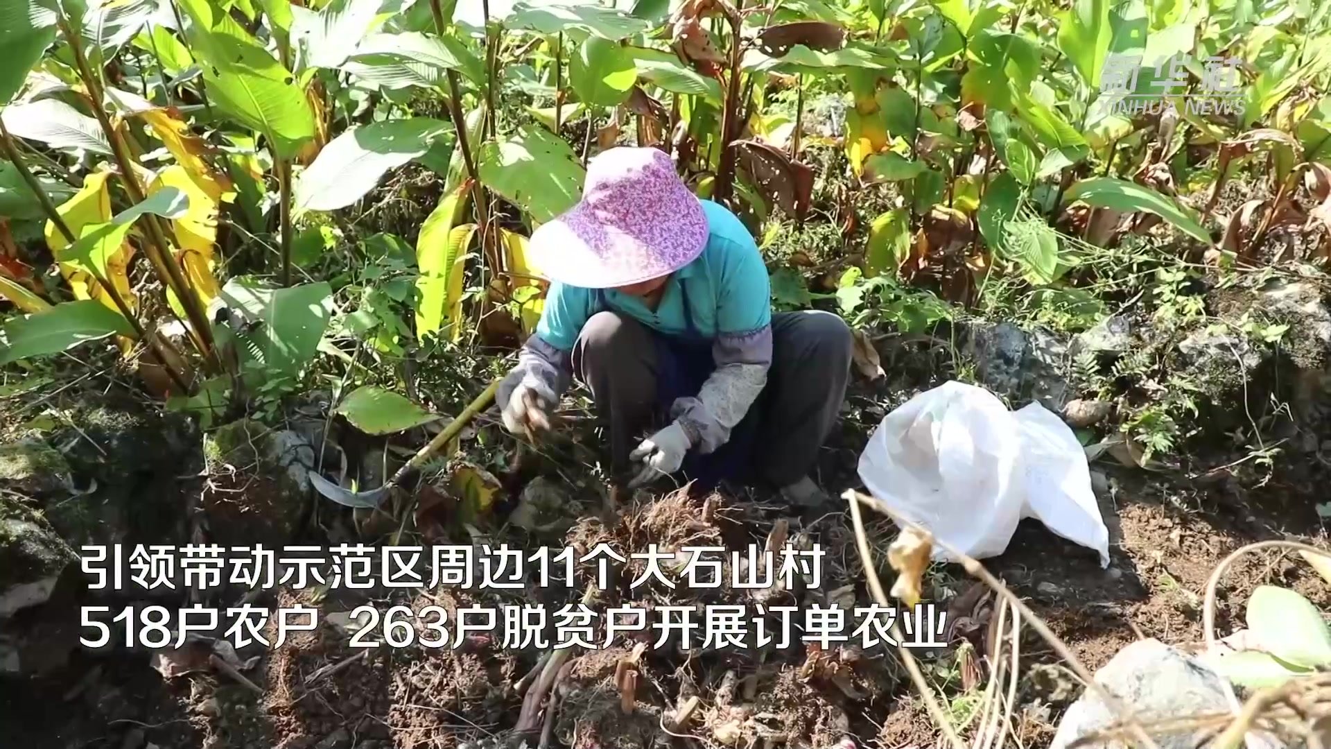 广西天峨：万亩旱藕迎丰收  机械化助农节本增效