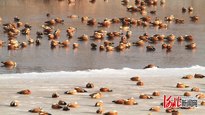 一群赤麻鸭在张家口官厅水库国家湿地公园内飞翔。