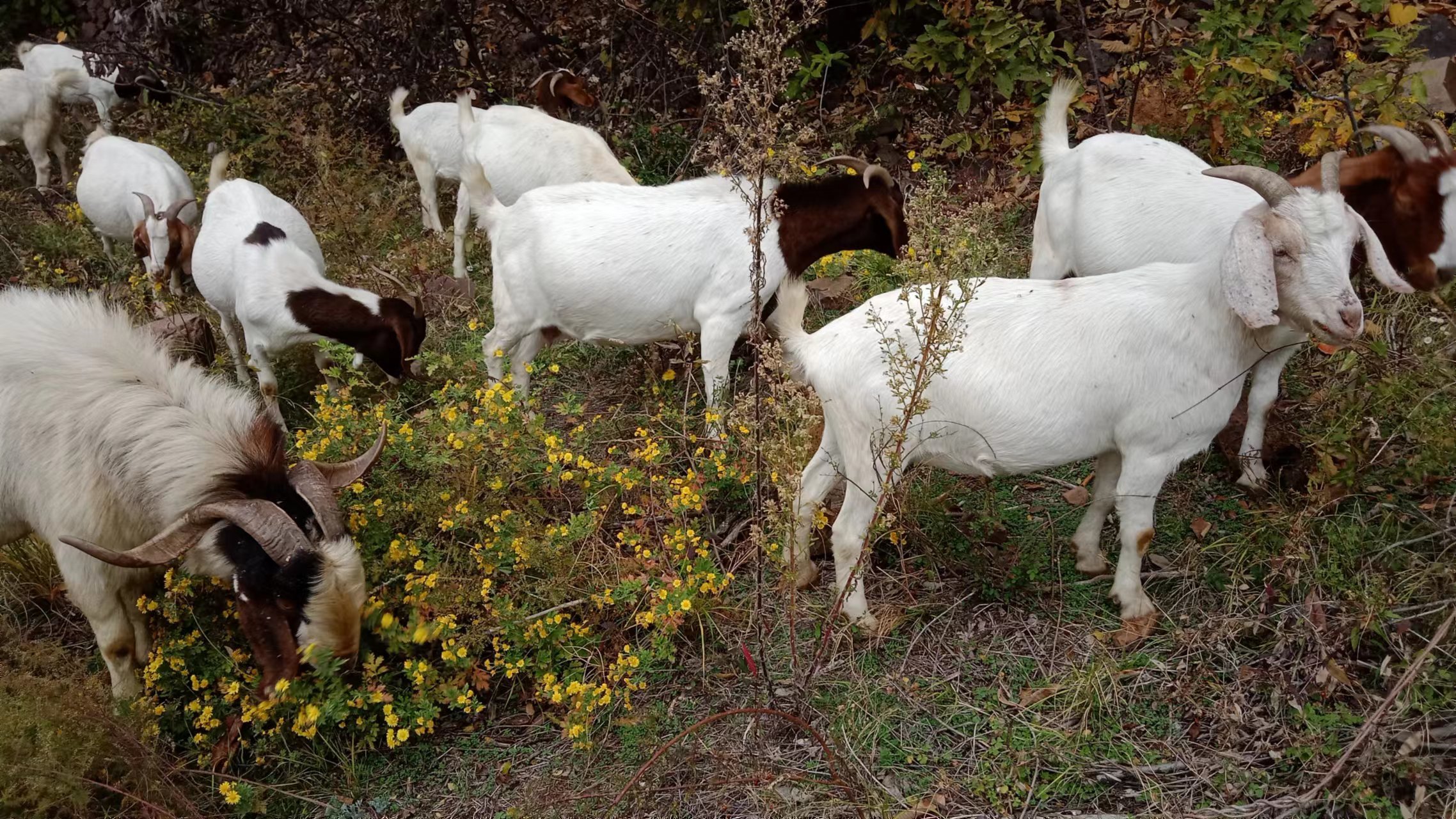 河南鲁山:"生态羊"售价高不愁销凤凰网河南_凤凰网