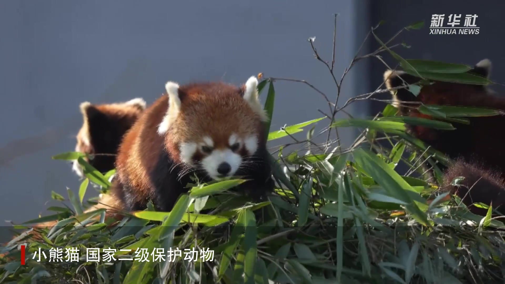 受伤珍稀野生动物在这里静享冬日时光