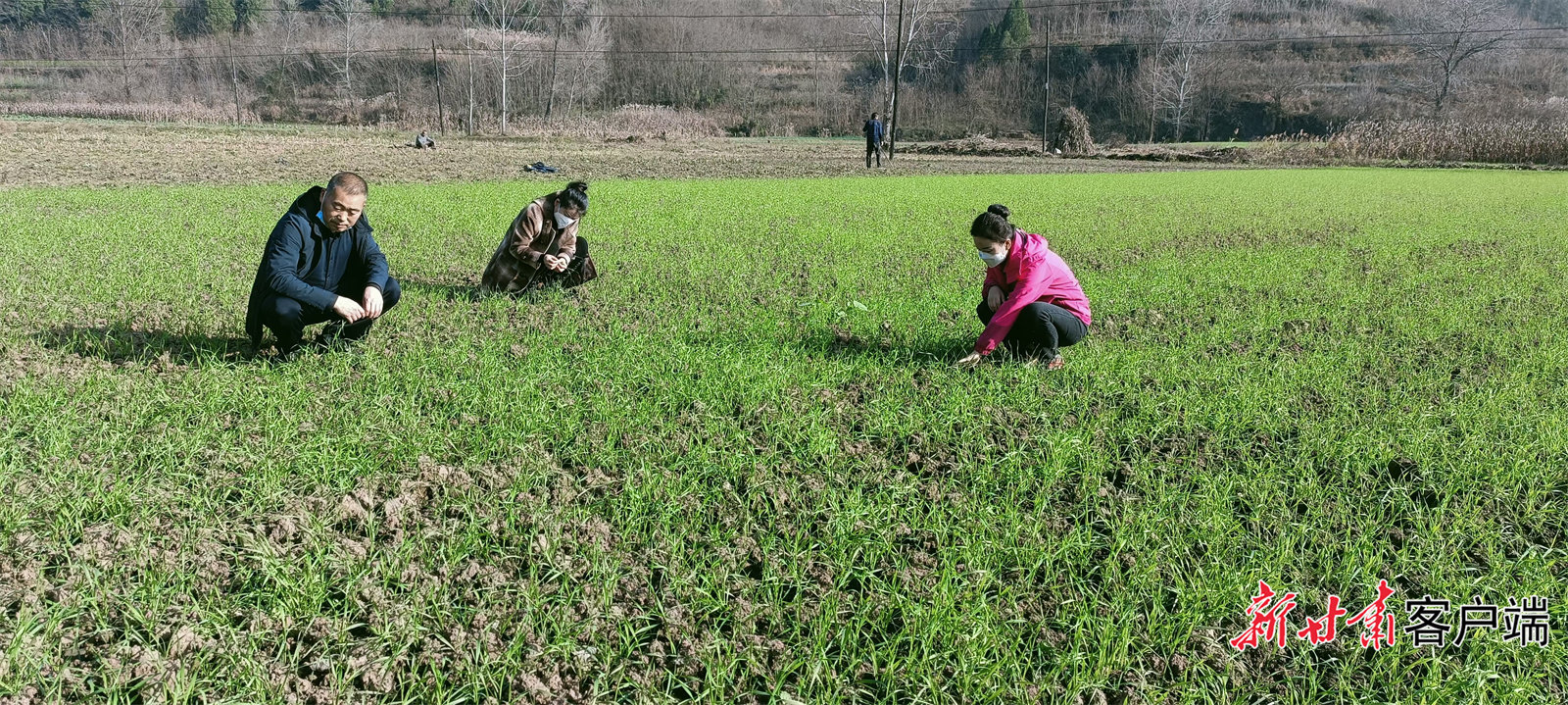 徽县农技人员查看田间冬小麦 图片除署名外均由省农业农村厅提供