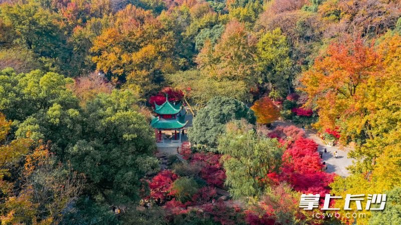 岳麓山迎来一年里最佳观赏时节，万山红遍，层林尽染。长沙晚报全媒体记者 邹麟 郭雨滴 摄影报道