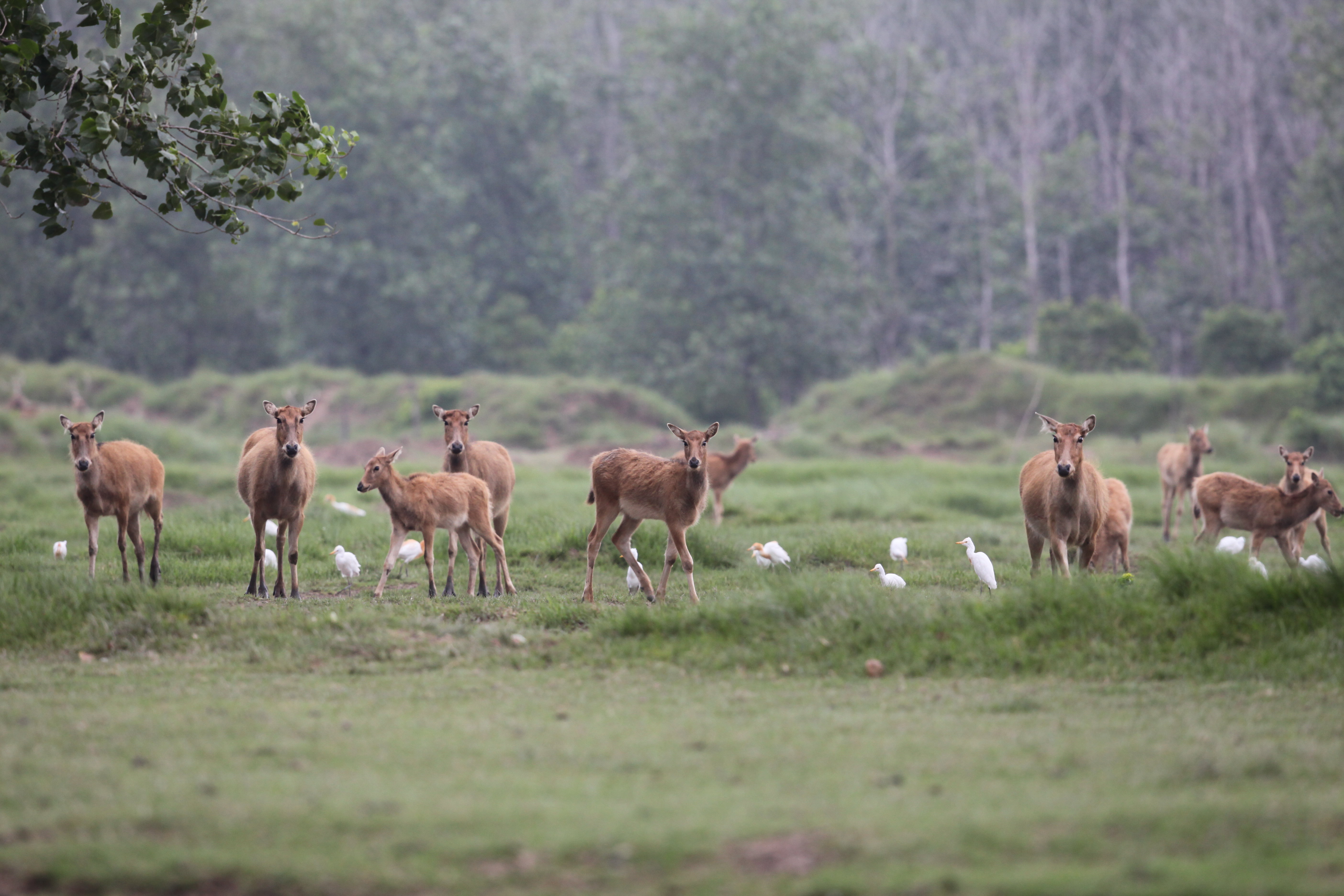 江苏省大丰麋鹿国家级自然保护区。白加德 摄
