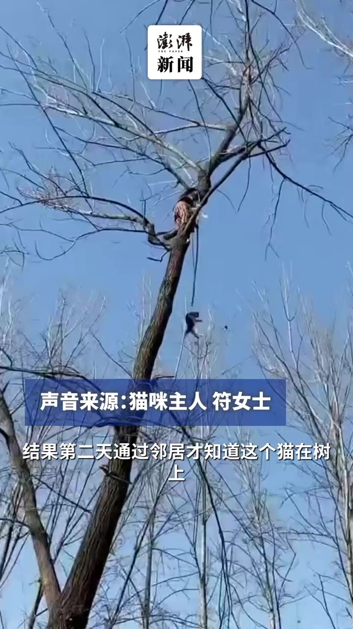 猫咪爬树不敢下来，主人请专业人士带安全绳营救