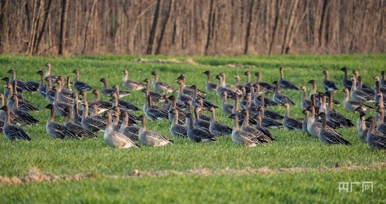 大雁在草丛中觅食（央广网发 刘勇 摄）