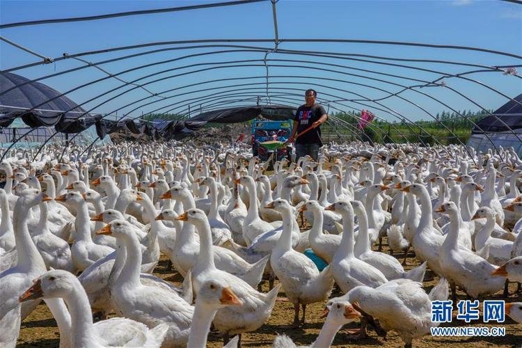 吉林省白城市镇赉县黑鱼泡镇岔台村，村民王木尧给鹅投喂饲料。新华社记者 张楠 摄
