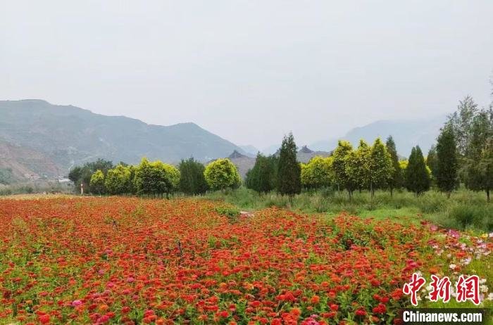 图为窑街花海。(资料图) 受访者供图