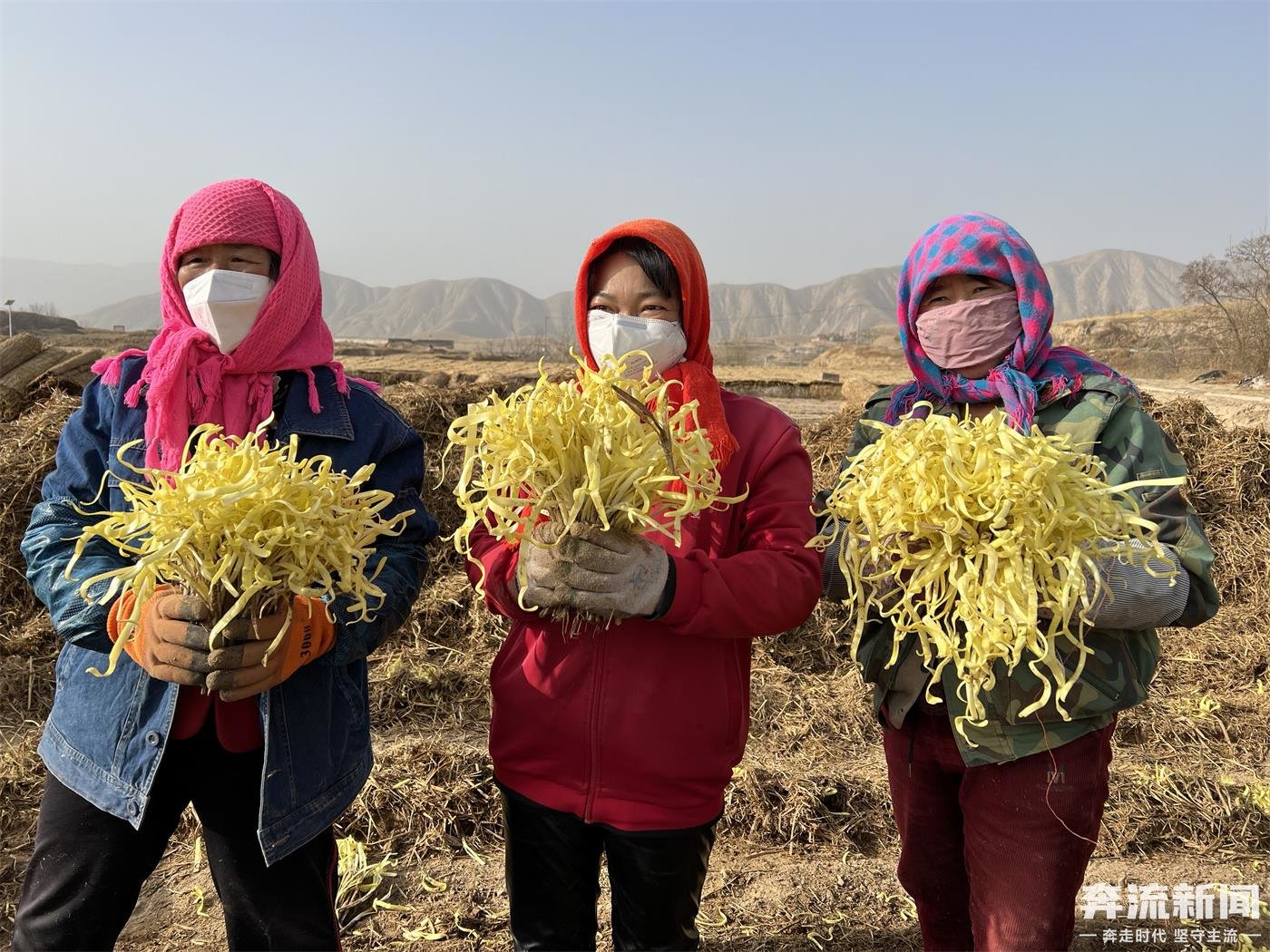 开镰咯！一年“淘金”“韭”趁现在