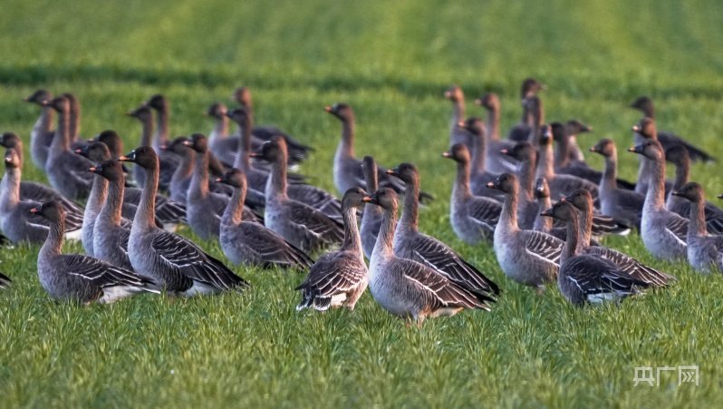 大雁在草丛中觅食（央广网发 刘勇 摄）