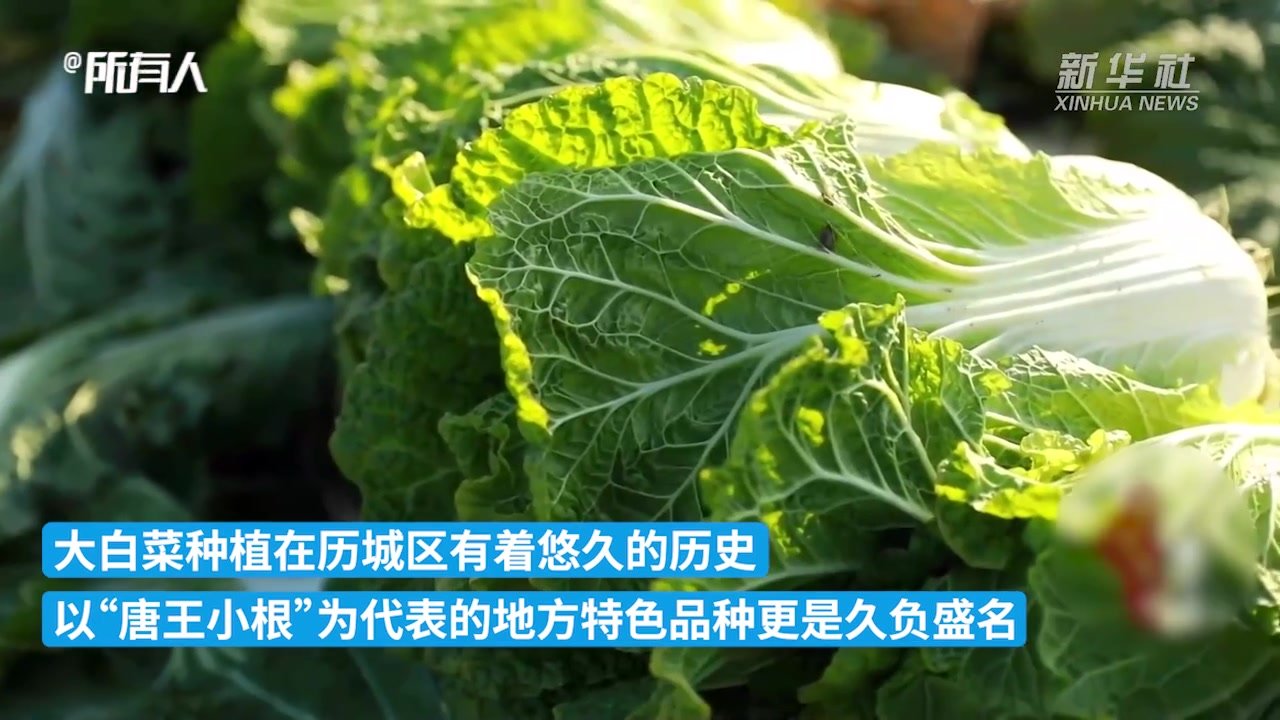 山东济南：唐王大白菜集中收获