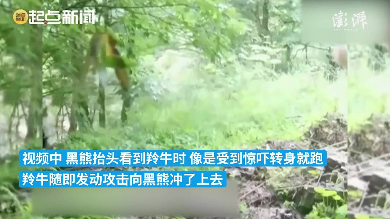 红外相机又立功了！亚洲黑熊遇到秦岭羚牛竟掉头就跑