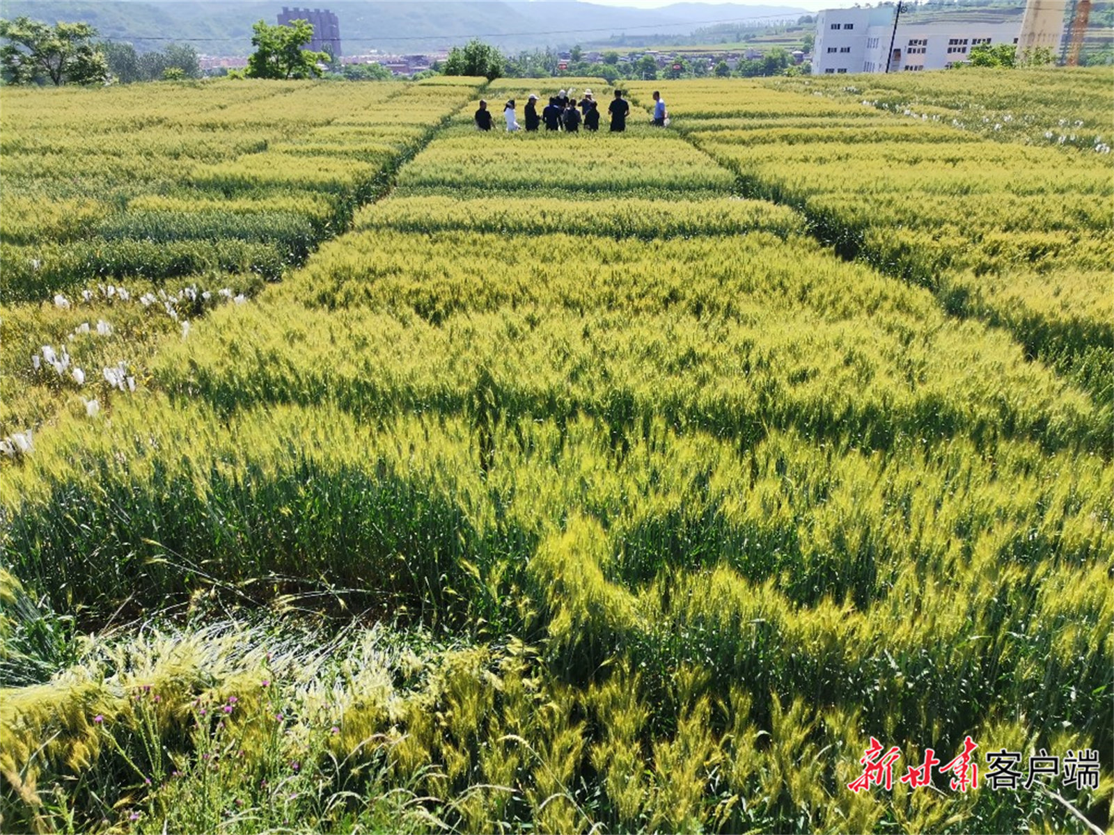 省农科院清水试验站培育的小麦新品种 新甘肃·甘肃日报记者 王朝霞 摄