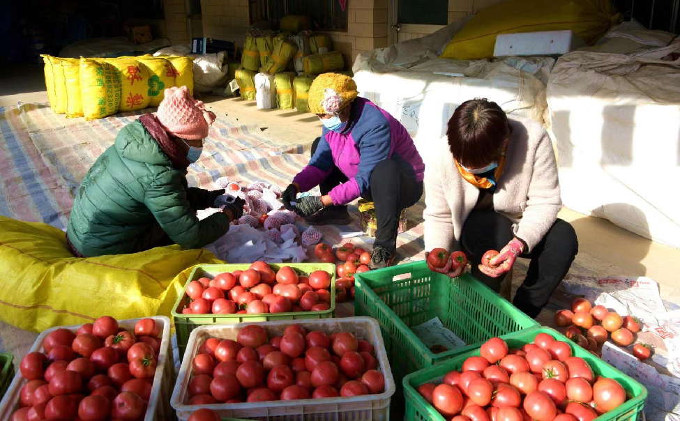 陕西白水大棚西红柿迎丰收订单种植有保障
