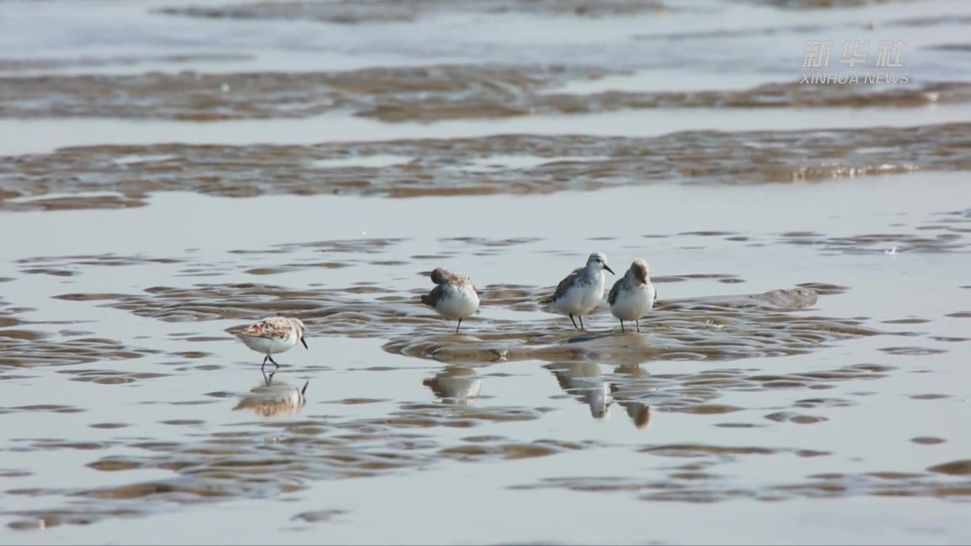 千城胜景丨河北滦南：嘴东湿地公园生态美