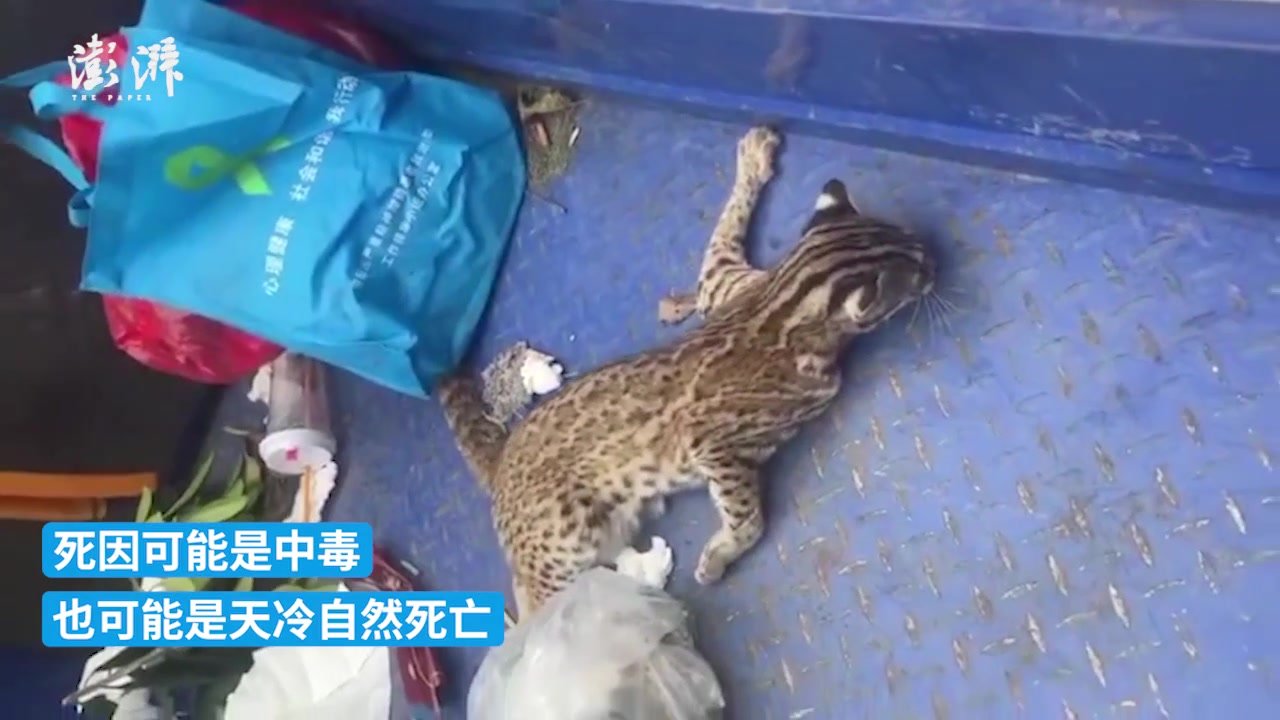 好心人救助的濒死豹猫已无公害处理，兽医判断中毒致死