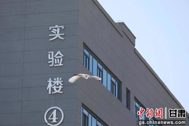 不速之客造访甘肃校园 戏水展翅仙气飘飘