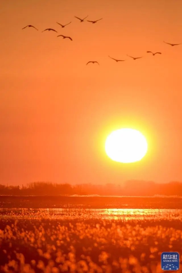 候鸟从吉林省白城市镇赉县莫莫格国家级自然保护区上空飞过。新华社记者 张楠 摄