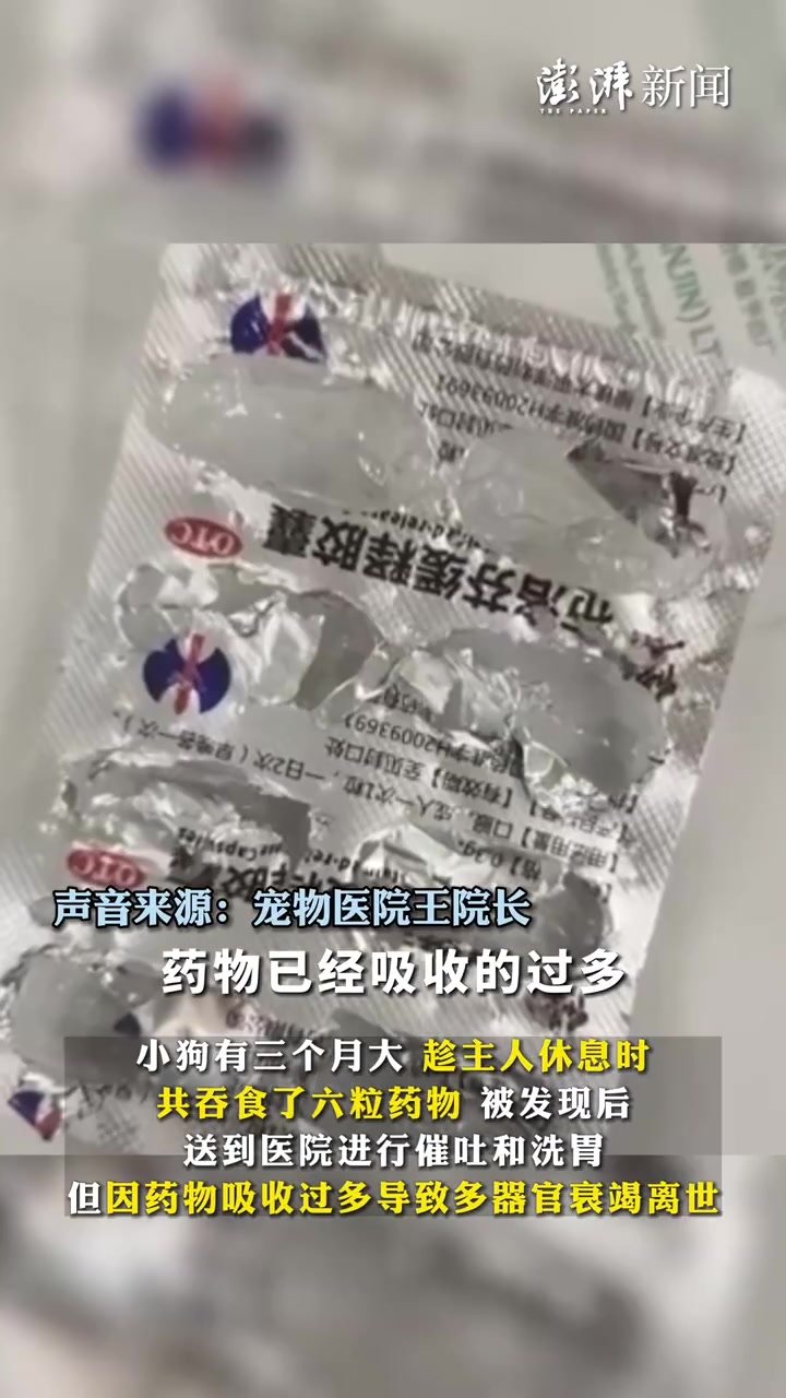 小狗误食6粒布洛芬器官衰竭死亡，医生：药物吸收过多所致