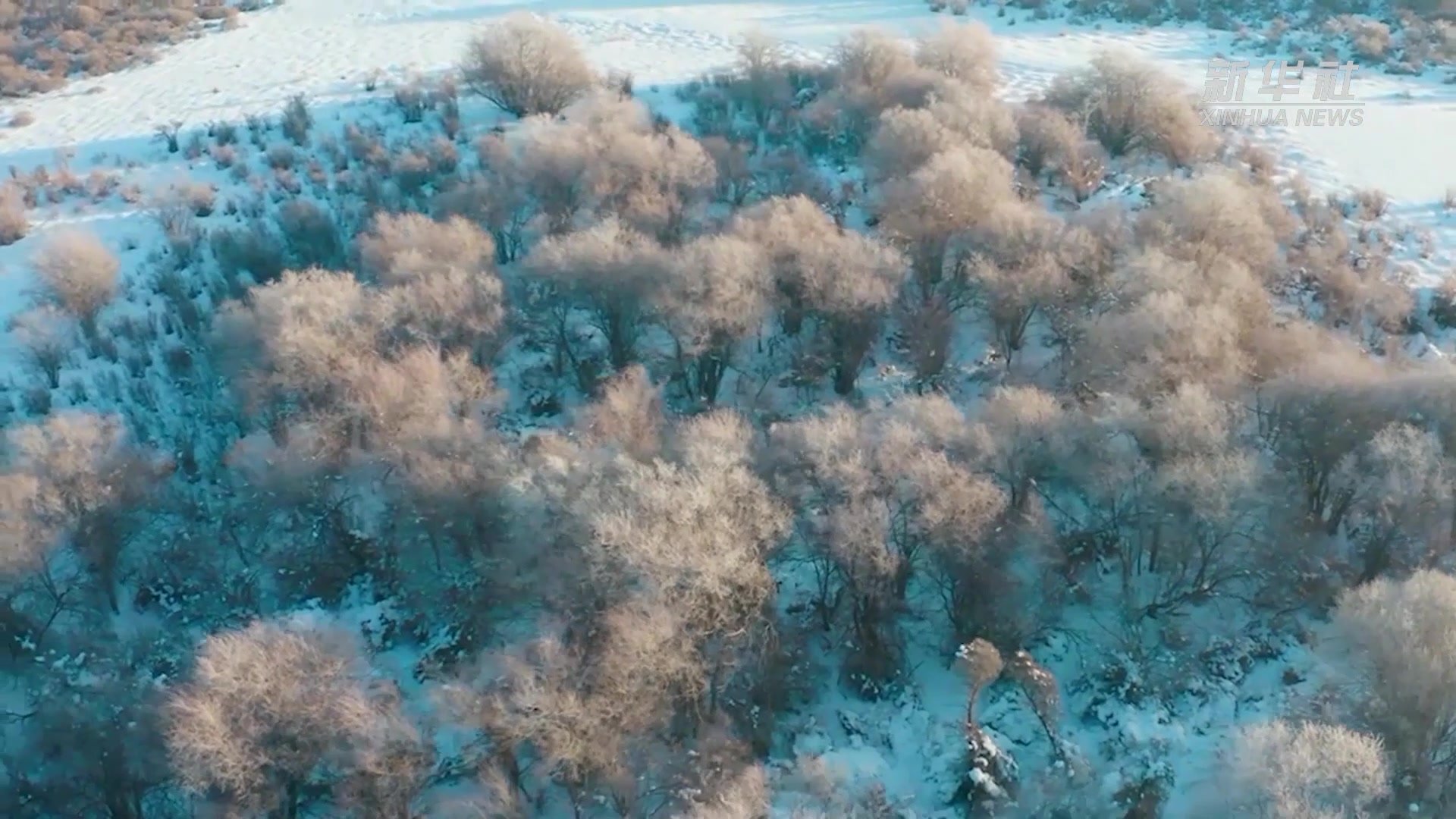 新疆昭苏湿地：雾凇沆砀 玉树琼花