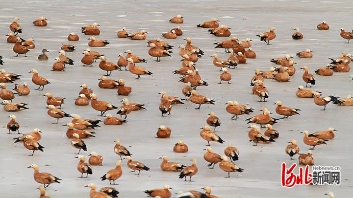 一群赤麻鸭在张家口官厅水库国家湿地公园内飞翔。