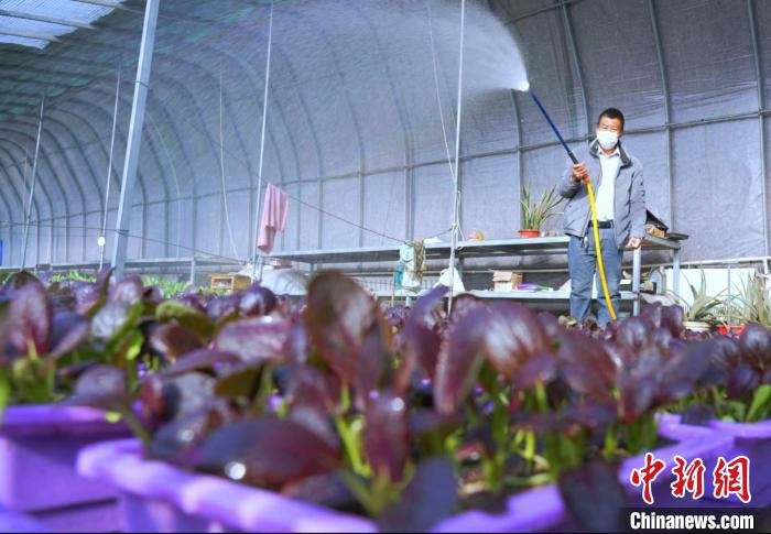 村民正在给盆栽蔬菜浇水。　孙艳雪 摄