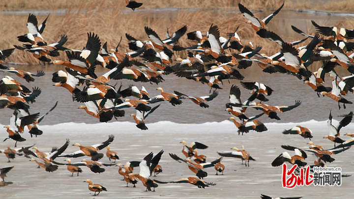 一群赤麻鸭在张家口官厅水库国家湿地公园内飞翔。