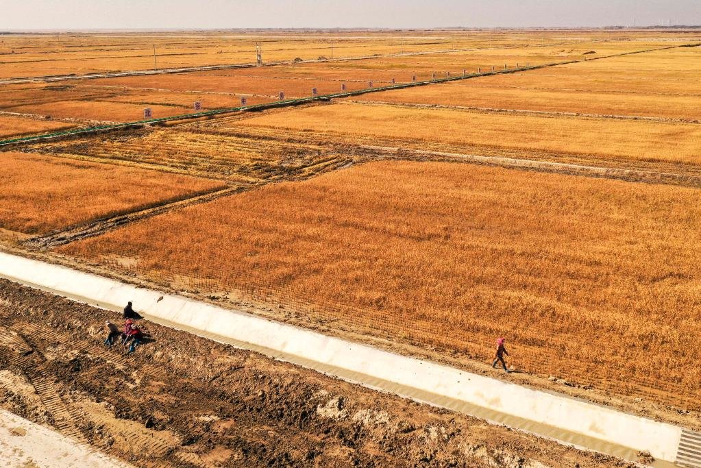 在大安市海坨乡盐碱地生态修复治理示范基地，农民在稻田旁行走。新华社记者 许畅 摄