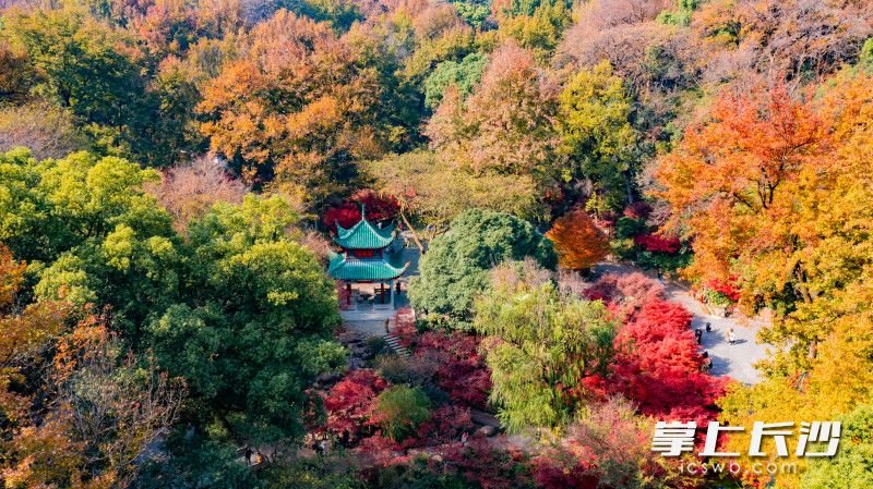 岳麓山迎来一年里最佳观赏时节，万山红遍，层林尽染。长沙晚报全媒体记者 邹麟 郭雨滴 摄影报道