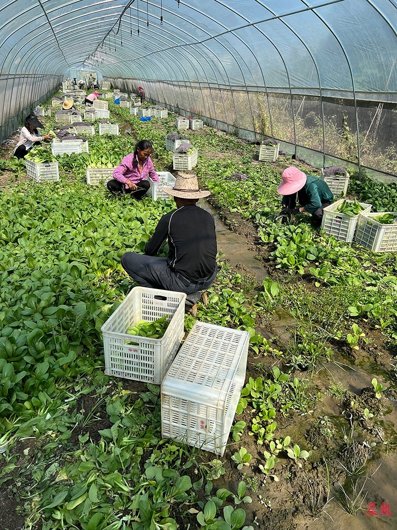 张静图 (31)疏菜基地.jpg