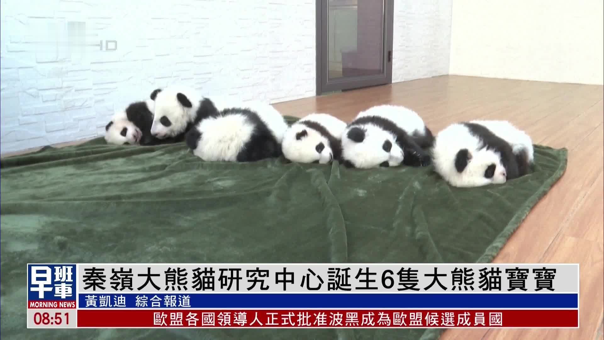 秦岭大熊猫研究中心诞生6只大熊猫宝宝