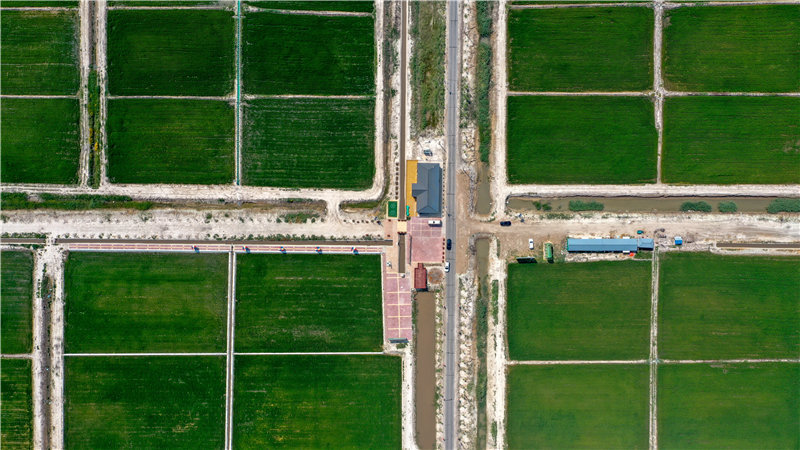 吉林白城大安市佰澳格林农场新增的水稻田。新华社记者 张楠 摄