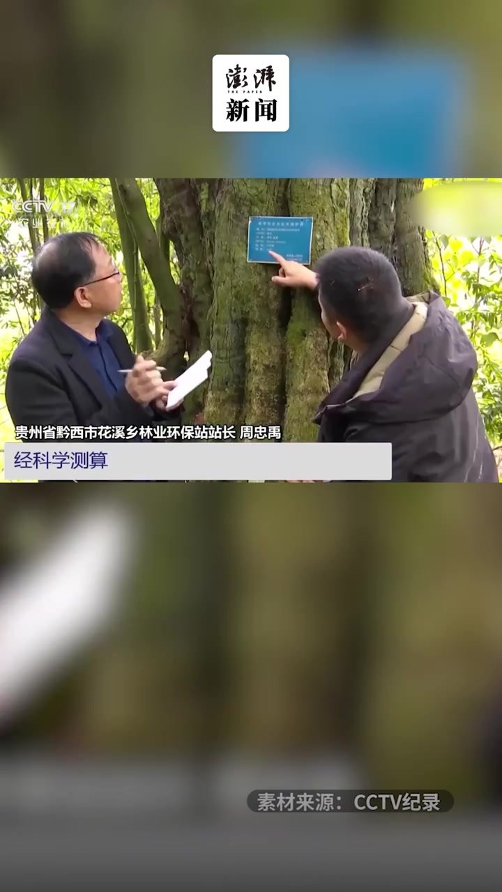 贵州黔西发现一树龄超1300年的乌柿树