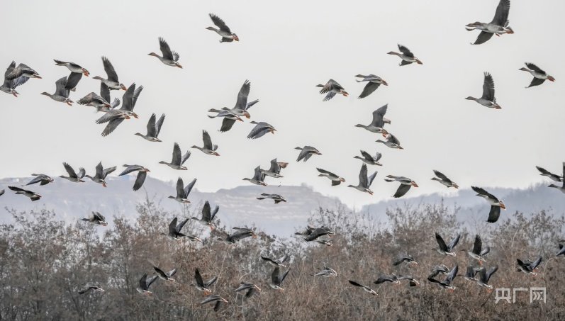 大雁展翅飞翔（央广网发 刘勇 摄）