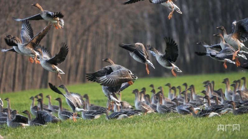 嬉戏、觅食（央广网发 刘勇 摄）
