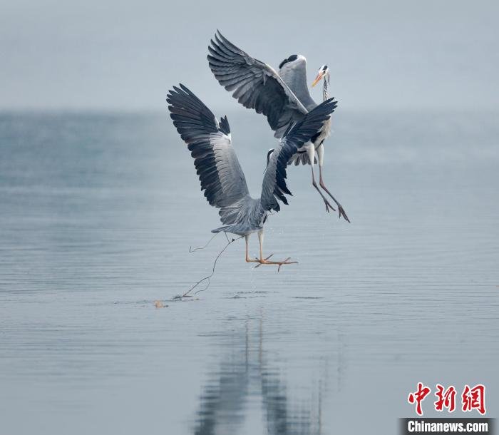 苍鹭。 关伟 摄