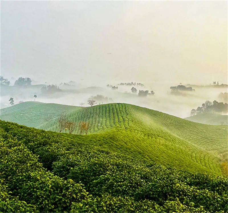 信阳浉河港茶山图片